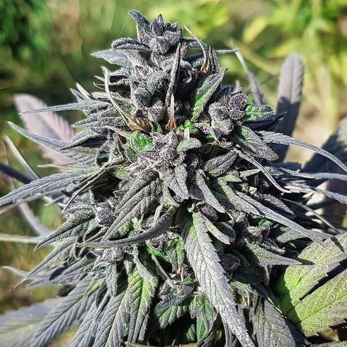 Afghan Selection - Balkh (The Old City)